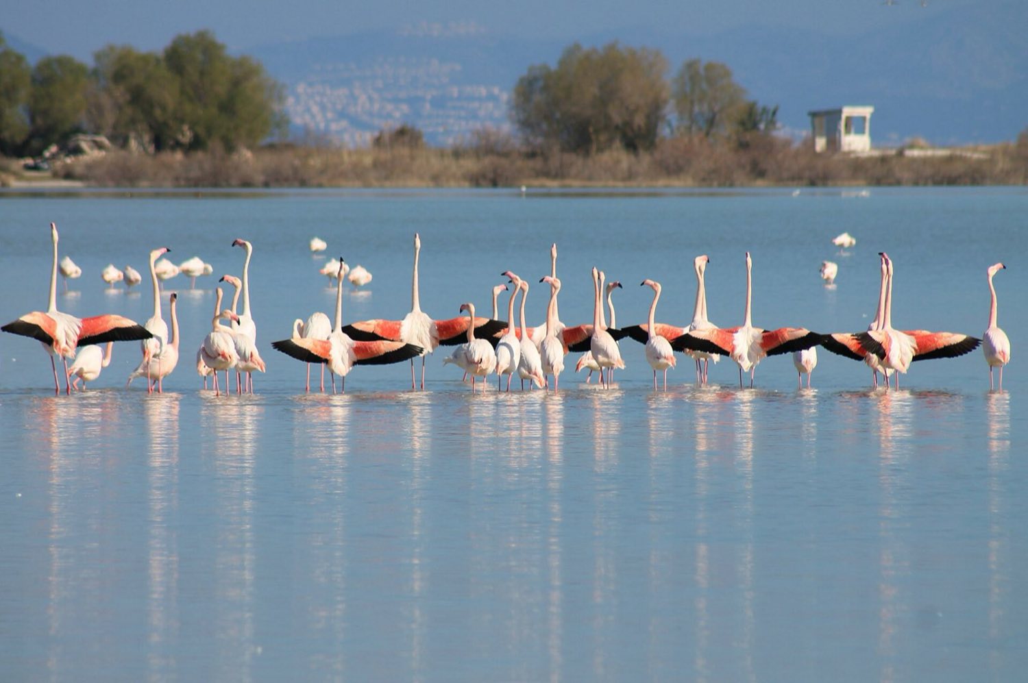 Flamingos wading in the shallow Alikes salt lake near Tigaki on Kos