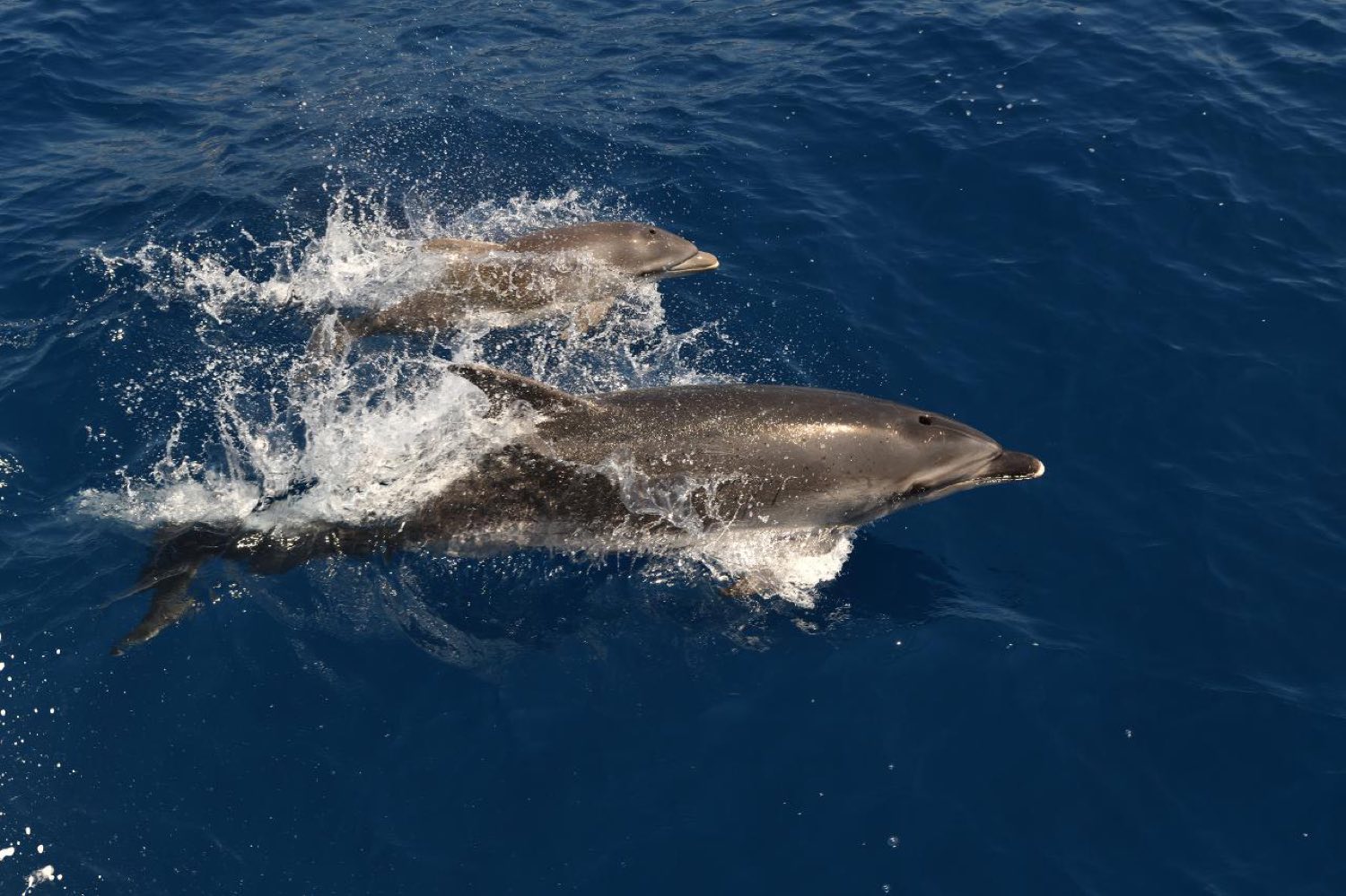 Dolphins breaking the surface in open Aegean water of the kind crossed on boat trips from Kos