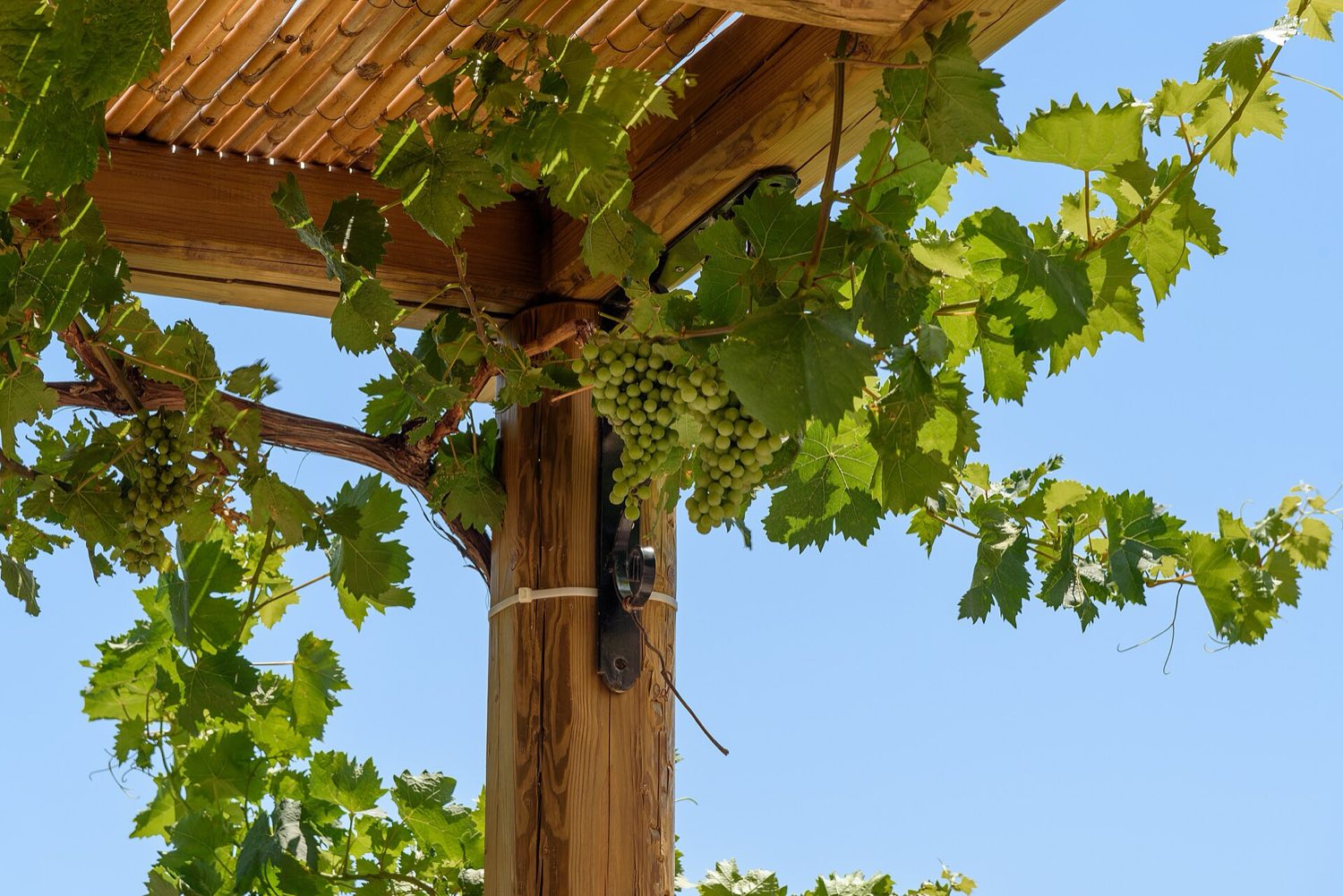 Rows of vines in a Greek island vineyard of the kind used for tastings