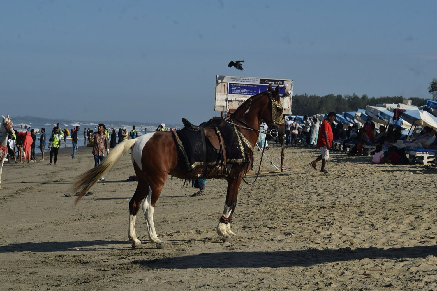 Saddled horse ready for an escorted beach ride, the calm alternative to a quad on Kos