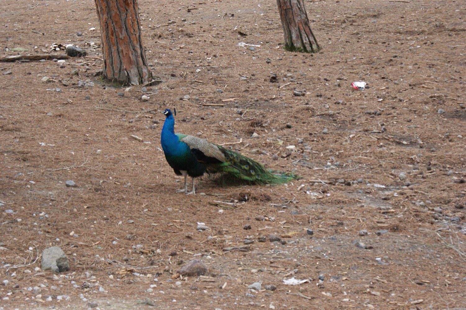 Peacock roaming free among the pines of Plaka Forest on Kos