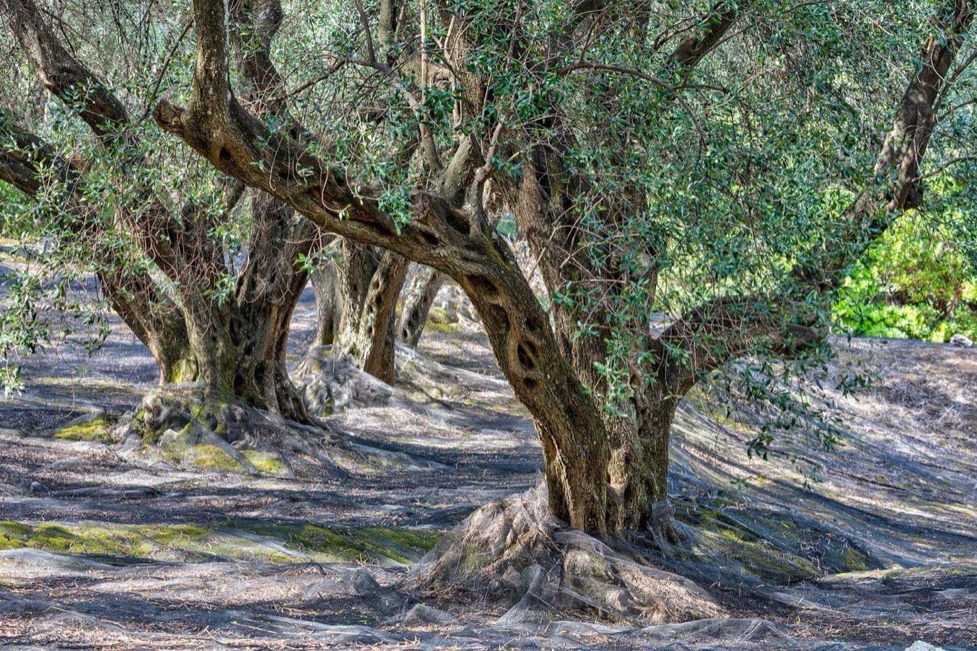Old olive grove with gnarled trunks, the source of Greek island olive oil