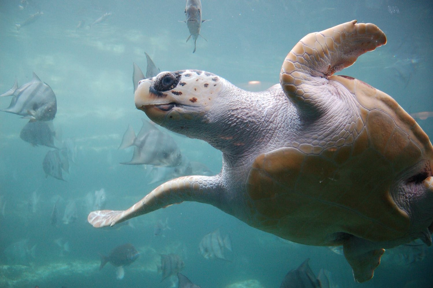 Loggerhead sea turtle swimming in clear Mediterranean water, the species that occurs around Kos